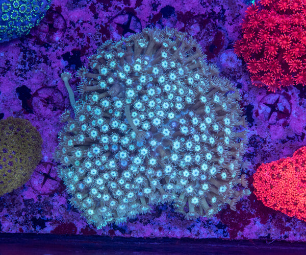 Goniopora (Wild)
