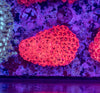 Goniopora (Wild)