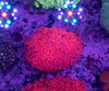 Goniopora (Wild)