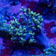 Singularia Coral