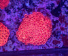 Goniopora (Wild)