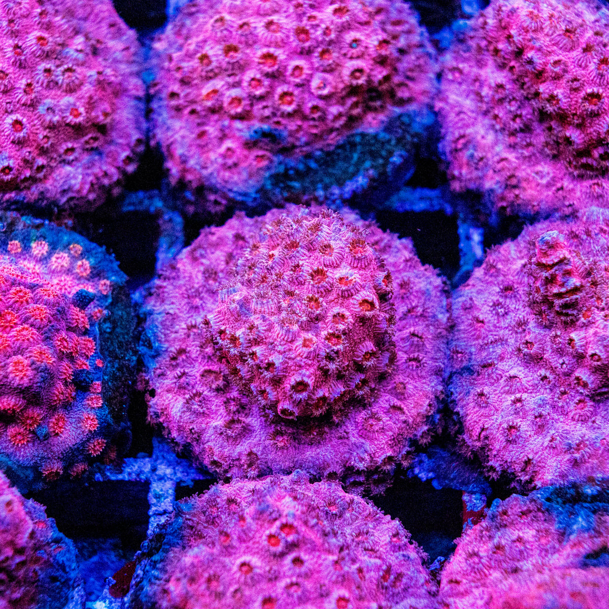 Assorted Red Cyphastrea LPS Coral