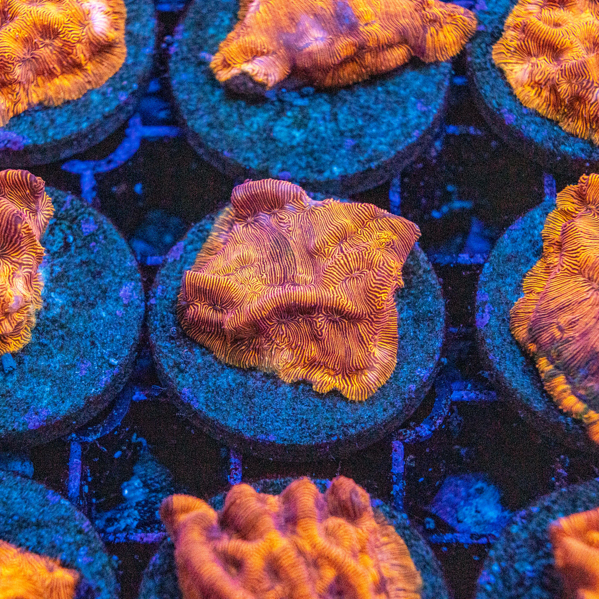 Assorted Orange Leptoseris LPS Coral