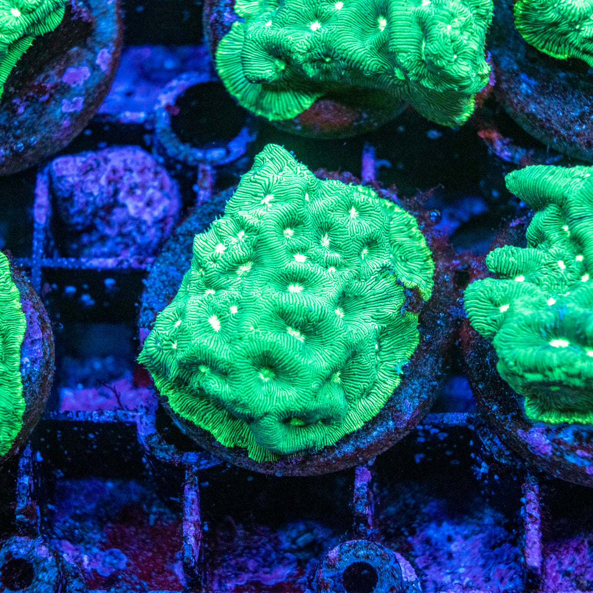 Assorted Leptoseris Frag LPS Coral