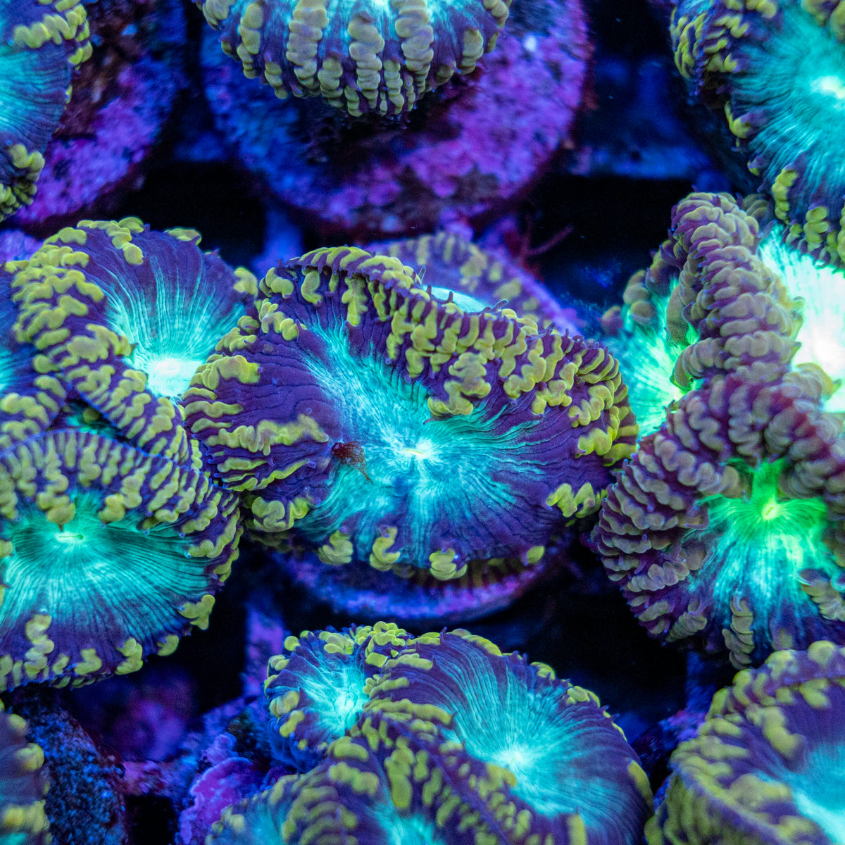 Assorted Gold Teeth Blastomussa - Per Polyp - LPS Coral