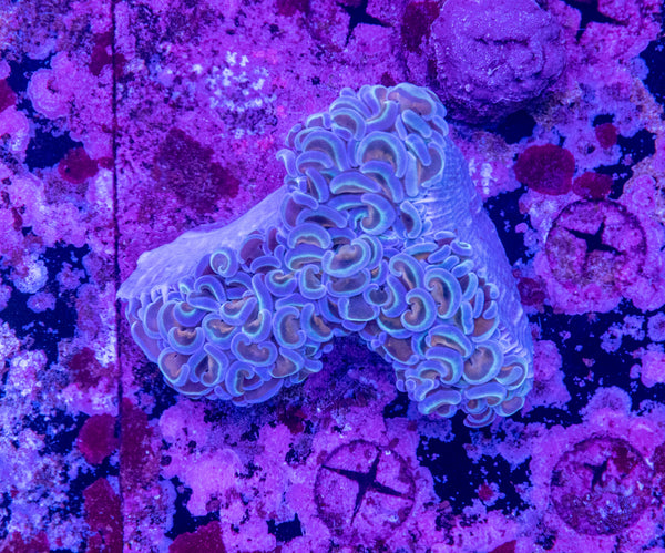 Hammer