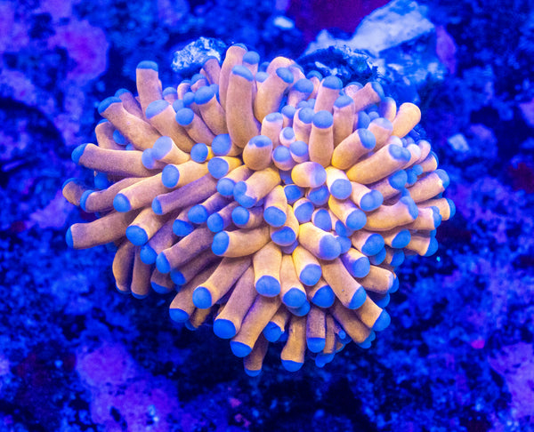 Gold Torch