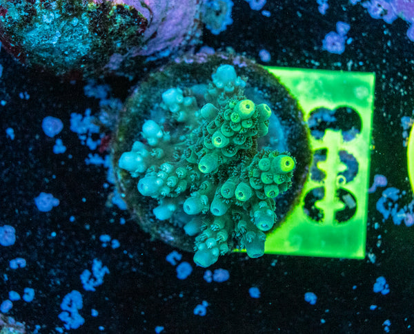 AMA SPS Frag 003
