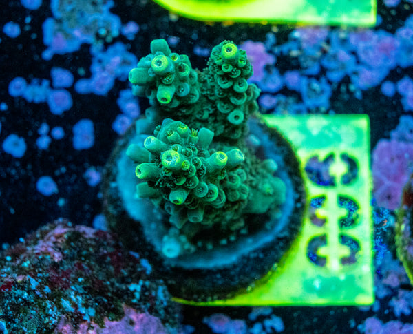 AMA SPS Frag 006