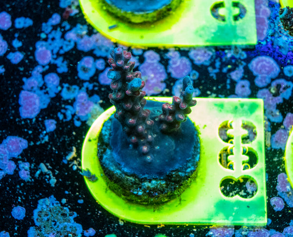 AMA SPS Frag 008