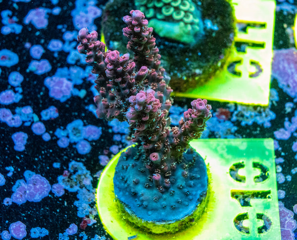 AMA SPS Frag 010