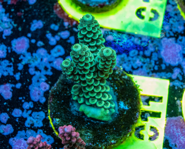 AMA SPS Frag 011
