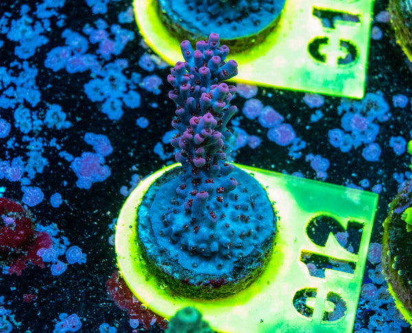 AMA SPS Frag 012