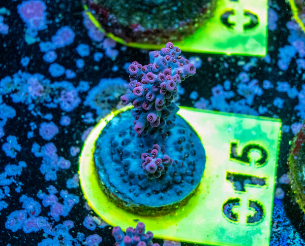 AMA SPS Frag 015