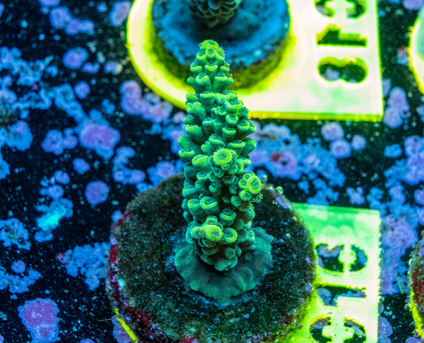 AMA SPS Frag 016