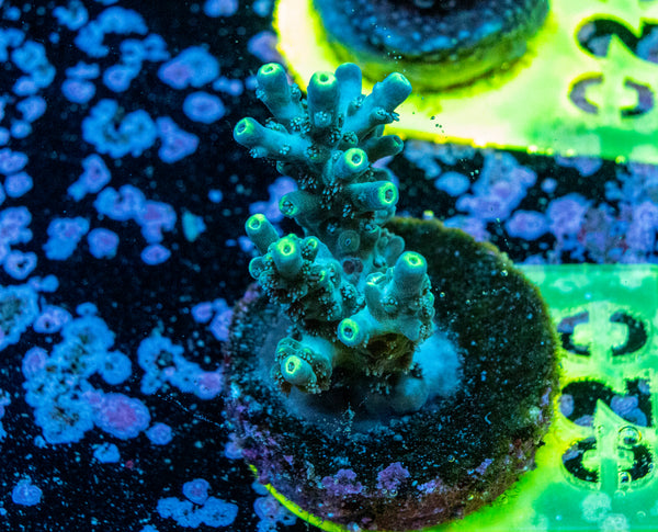 AMA SPS Frag 020