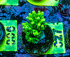 AMA SPS Frag 027