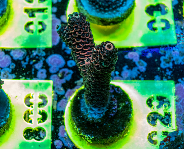 AMA SPS Frag 029