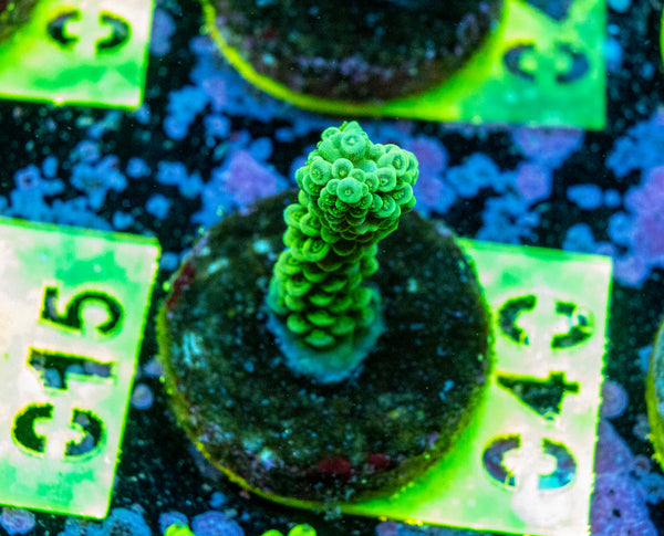 AMA SPS Frag 040