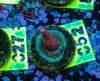 AMA SPS Frag 052