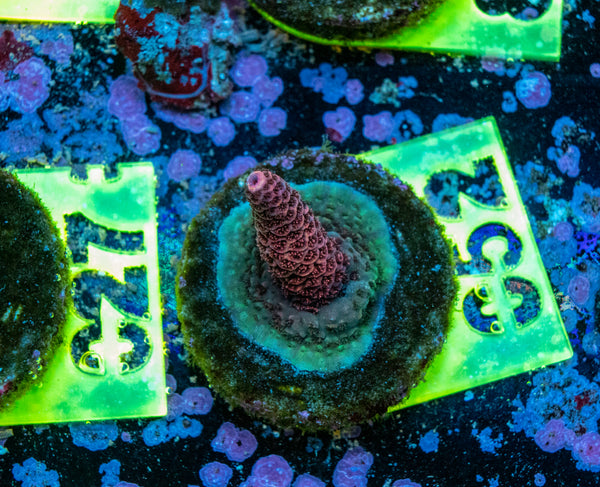 AMA SPS Frag 052
