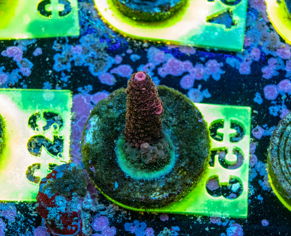 AMA SPS Frag 053