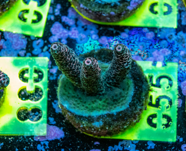AMA SPS Frag 055