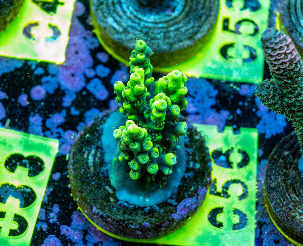 AMA SPS Frag 056