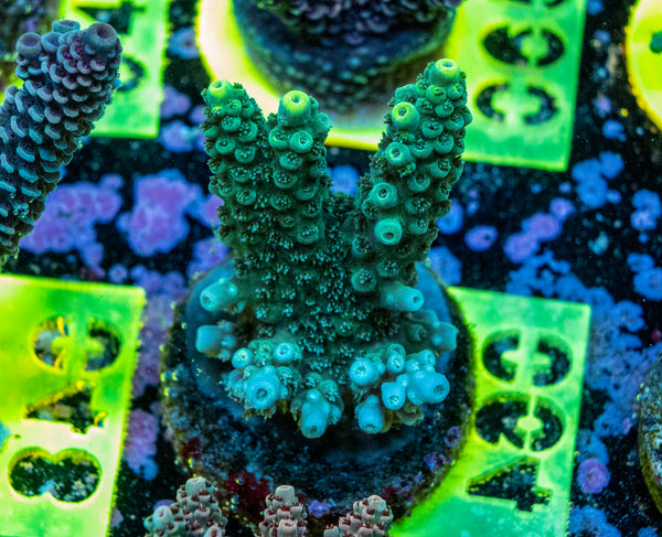 AMA SPS Frag 064