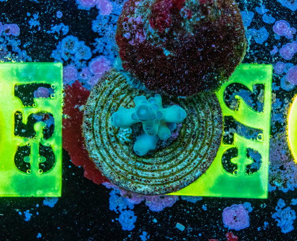 AMA SPS Frag 072