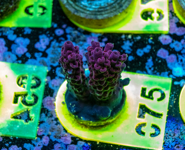 AMA SPS Frag 075