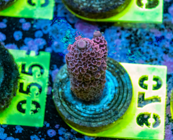 AMA SPS Frag 076