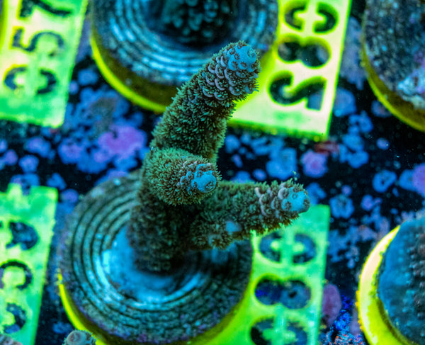 AMA SPS Frag 080