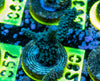 AMA SPS Frag 082