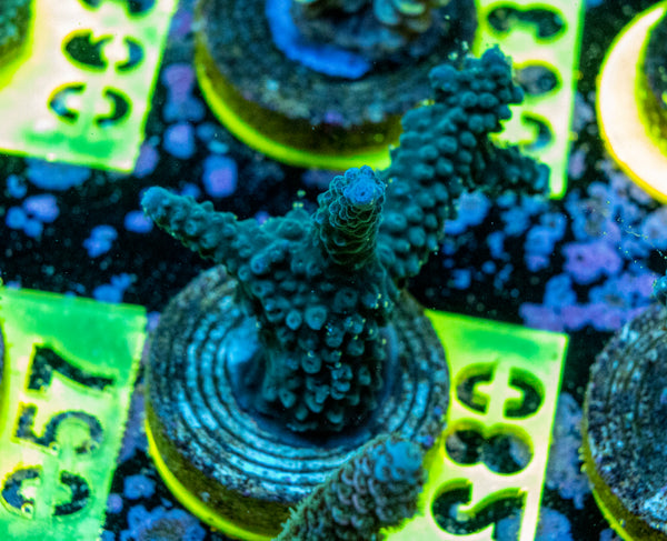 AMA SPS Frag 082
