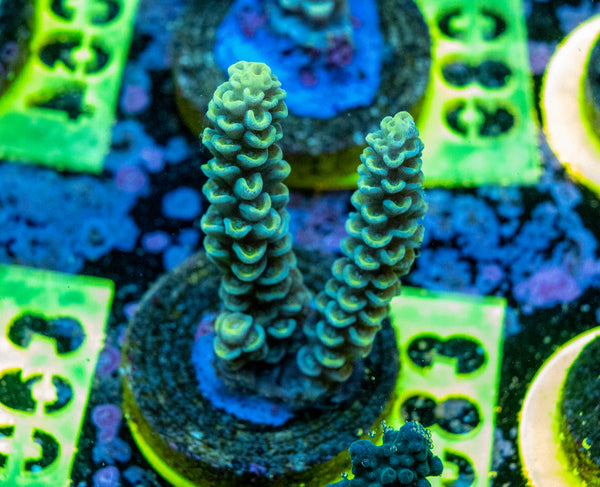 AMA SPS Frag 083