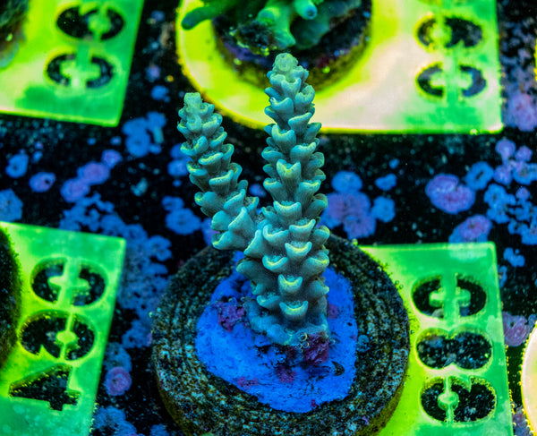 AMA SPS Frag 089