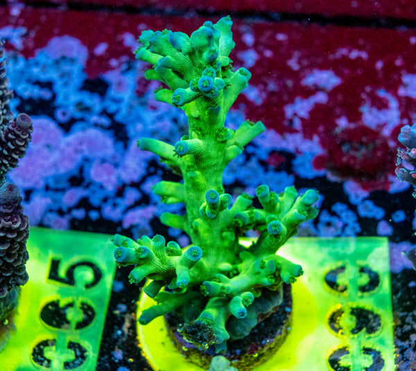 AMA SPS Frag 090