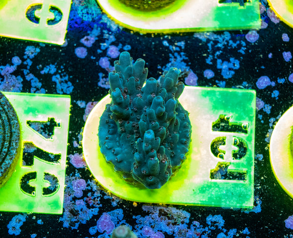 AMA SPS Frag 101