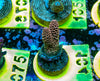 AMA SPS Frag 104