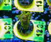 Spliced Milli/ AMA SPS Frag 130 'Nuclear Nectar'