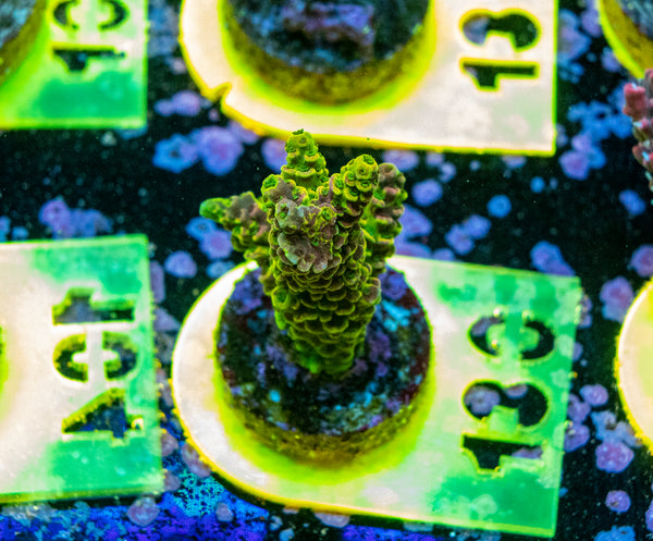 Spliced Milli/ AMA SPS Frag 130 'Nuclear Nectar'