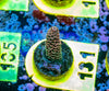AMA SPS Frag 131