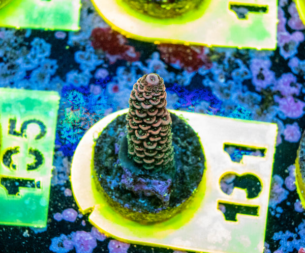 AMA SPS Frag 131