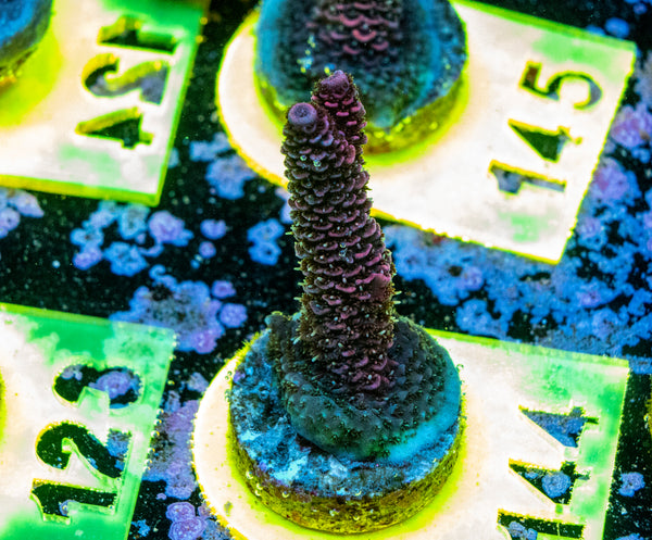 AMA SPS Frag 144