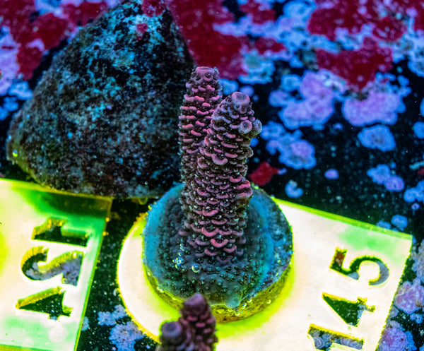 AMA SPS Frag 145