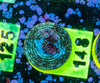 AMA SPS Frag 148
