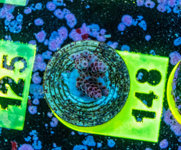 AMA SPS Frag 148
