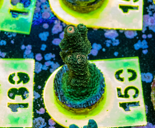 AMA SPS Frag 150