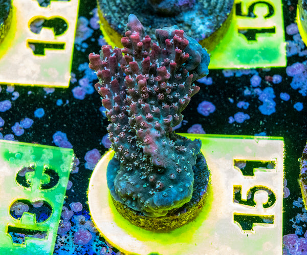 AMA SPS Frag 151